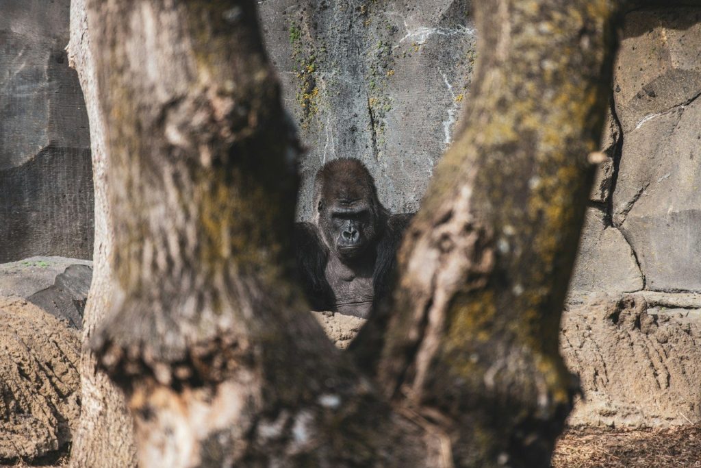 a gorilla standing in the middle of a forest