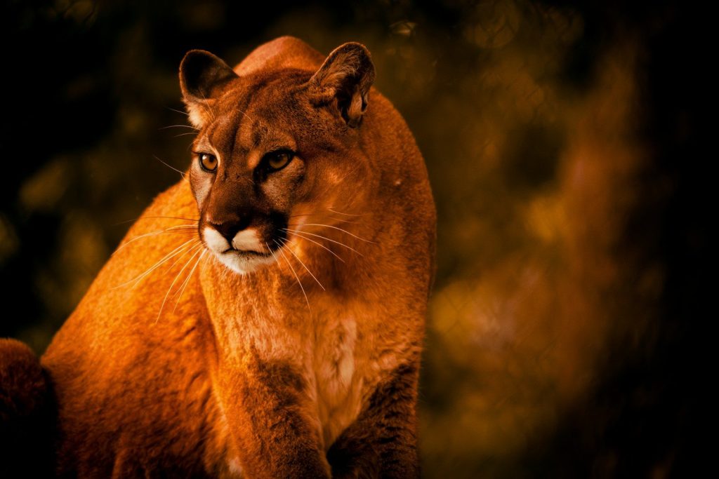 A cougar with golden fur sits in the shadows.