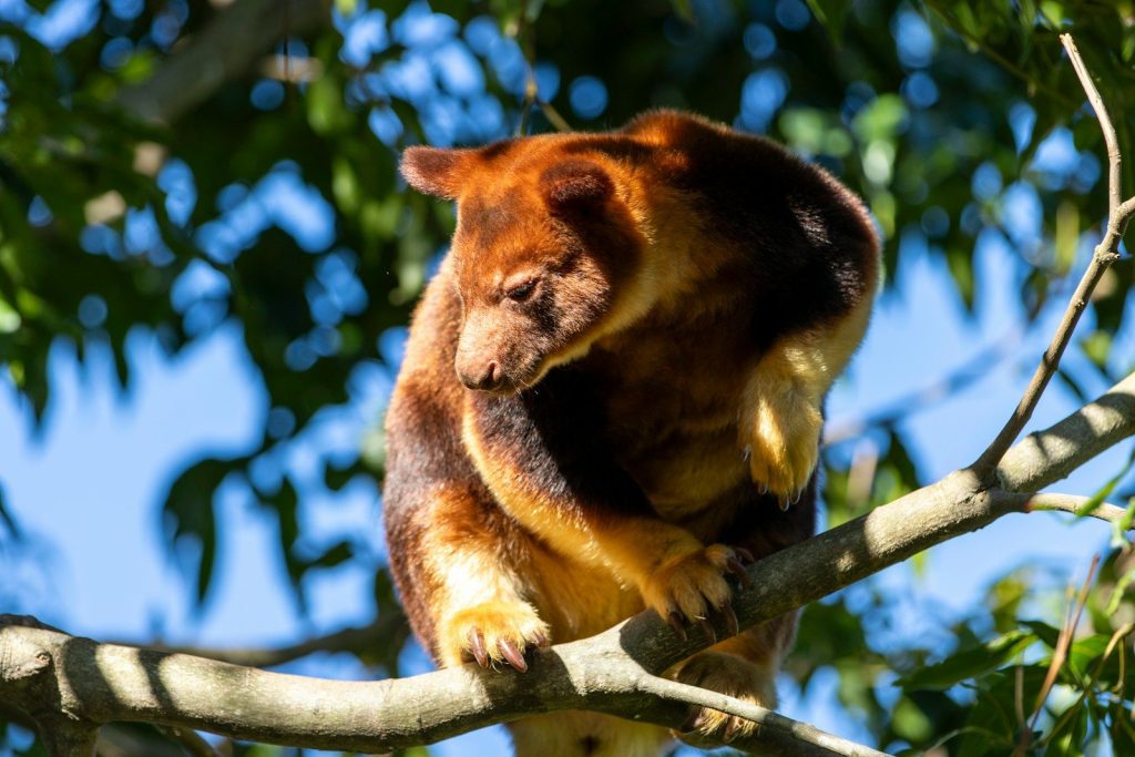 A tree-dwelling kangaroo rests on a branch.