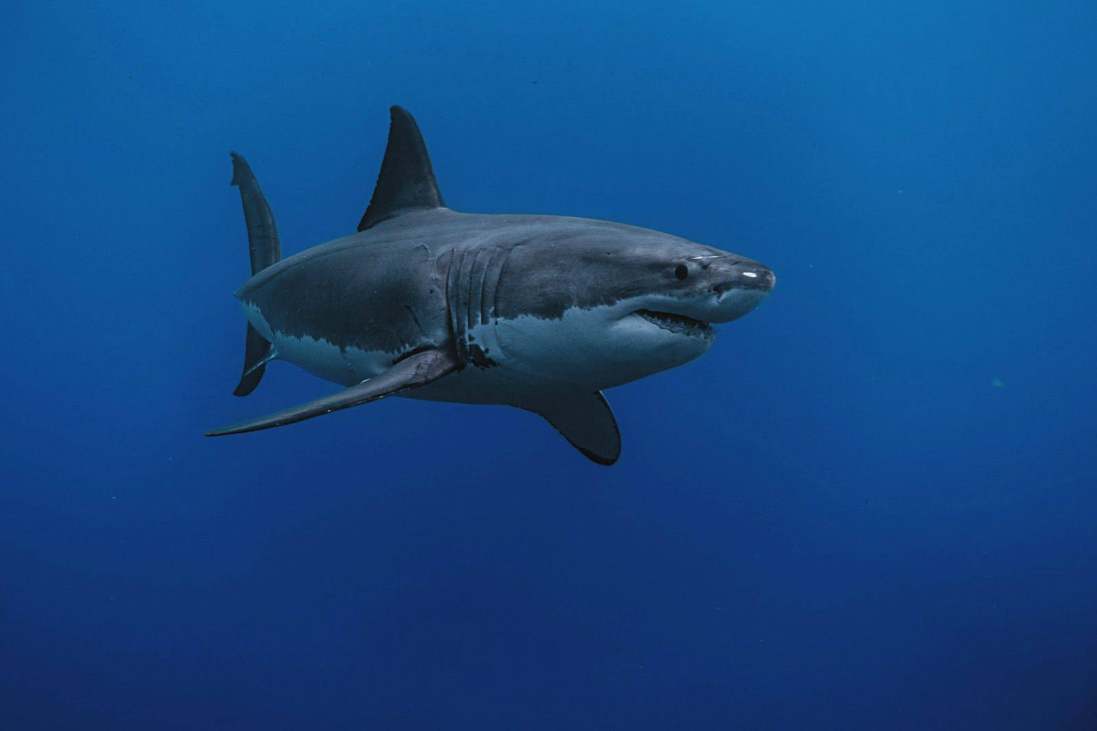 What It’s Like When a Two-Ton Great White Shark Locks Onto You