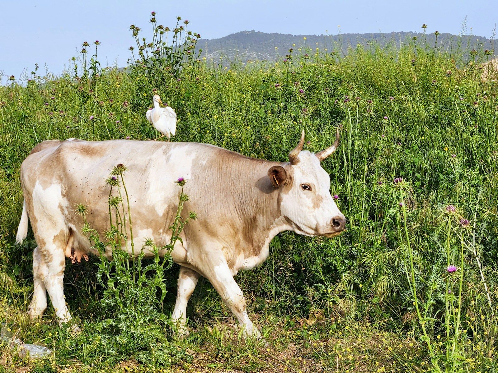 a cow standing in a field with a bird on top of it