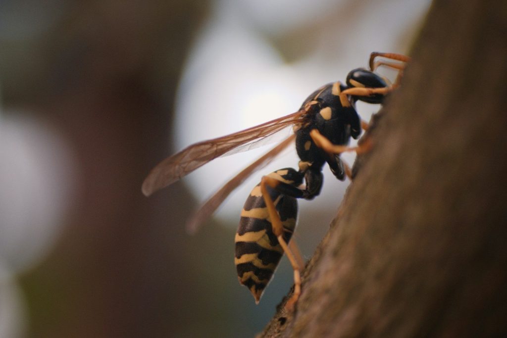 a close up of a bee