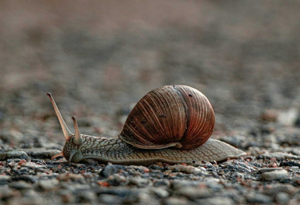 A snail crawling on a gravel road