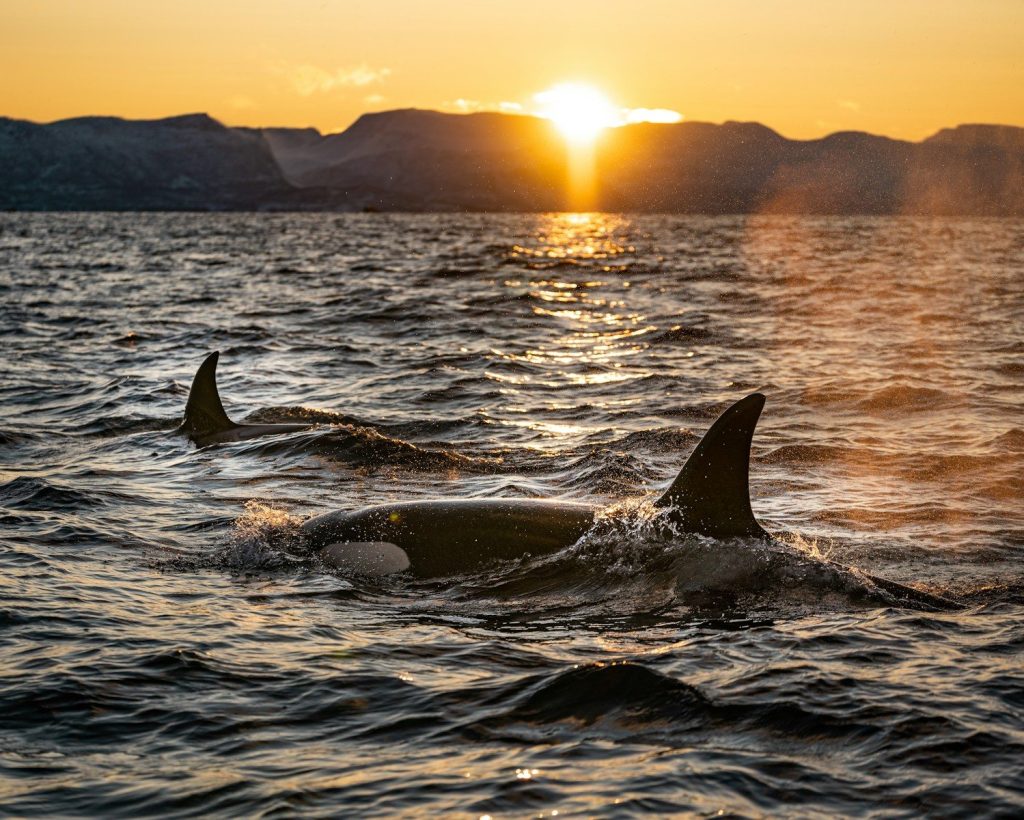 Orcas