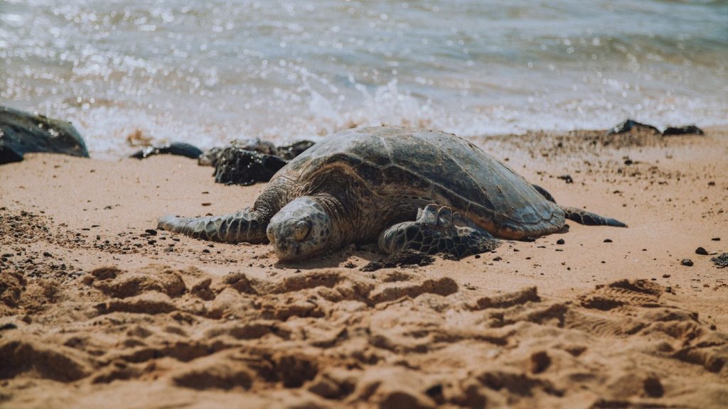 brown and green turtle on brown sand