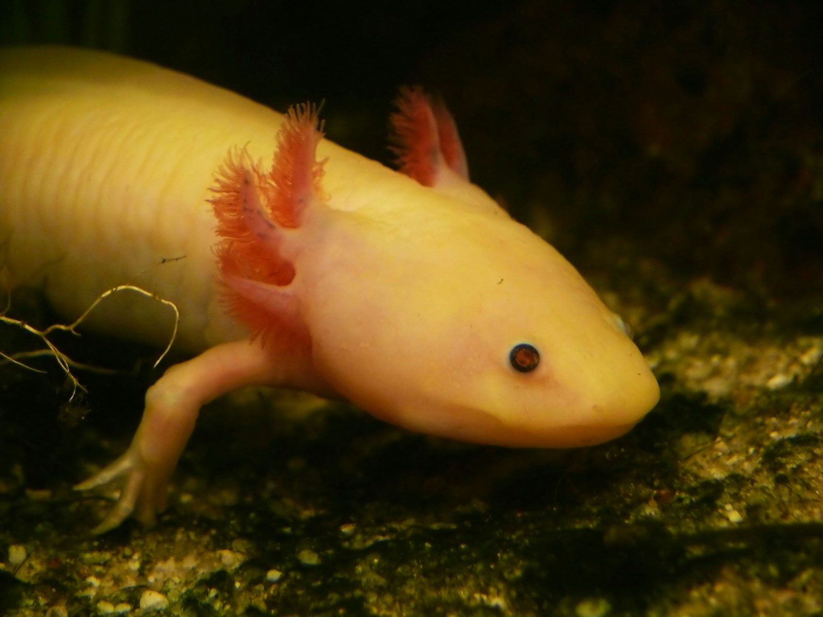 A pale axolotl with pink gills underwater.