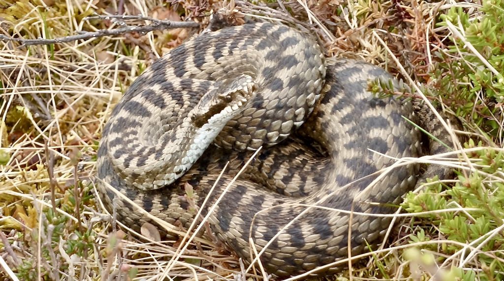 a snake is curled up in the grass
