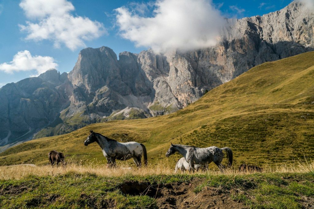 a group of horses standing on top of a lush green hillside