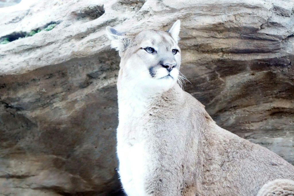 a close up of a mountain lion near a rock