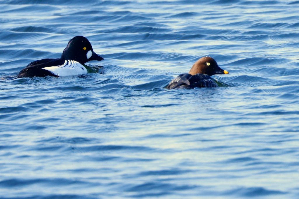 Two ducks swimming in blue water