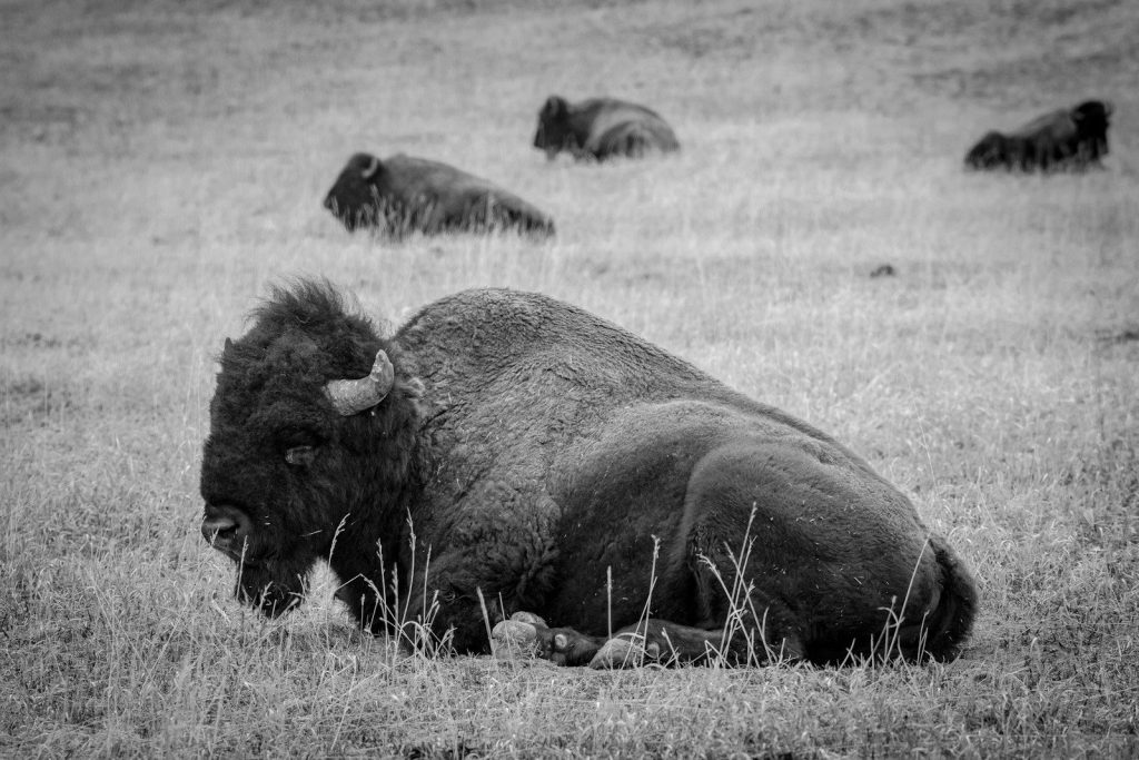 a black and white photo of a bison laying in a field