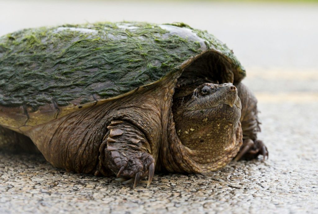 green and brown turtle on brown sand