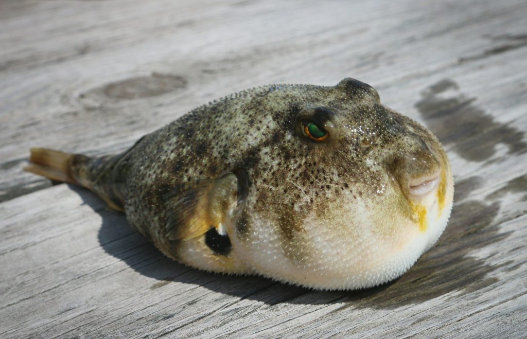 The Fish So Poisonous That Killed a Malaysian Couple Within Hours ...