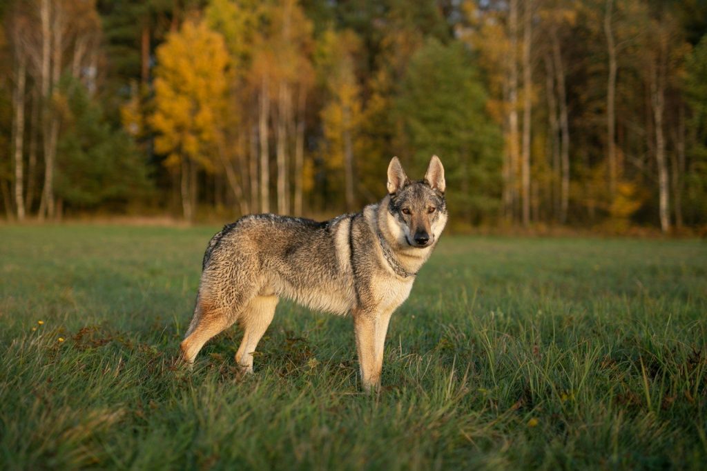 a dog standing in a field of grass