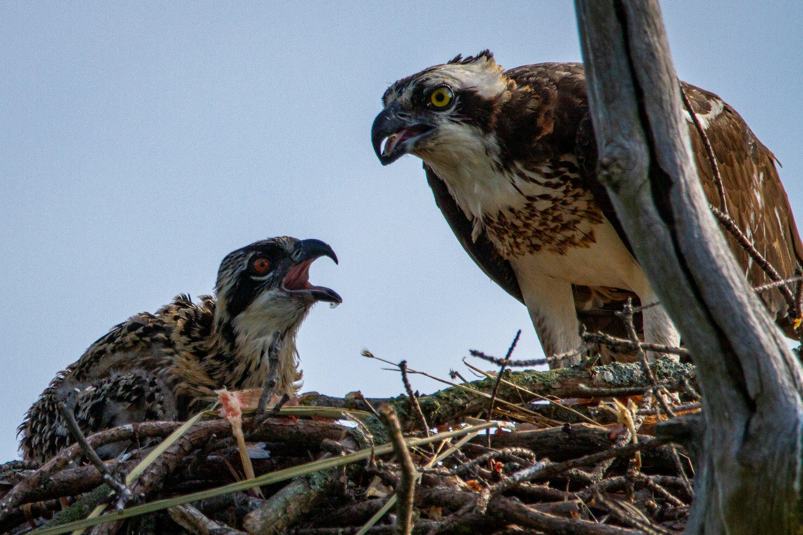a couple of birds sitting on top of a nest