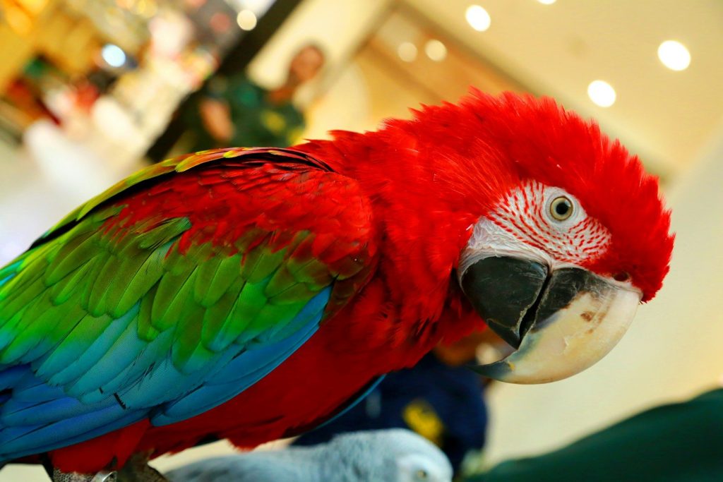 A colorful macaw parrot with red, green, and blue feathers