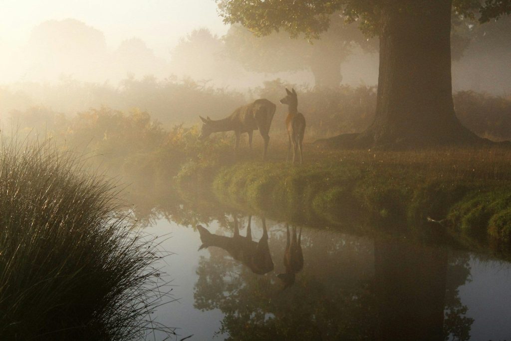 brown animal near body of water