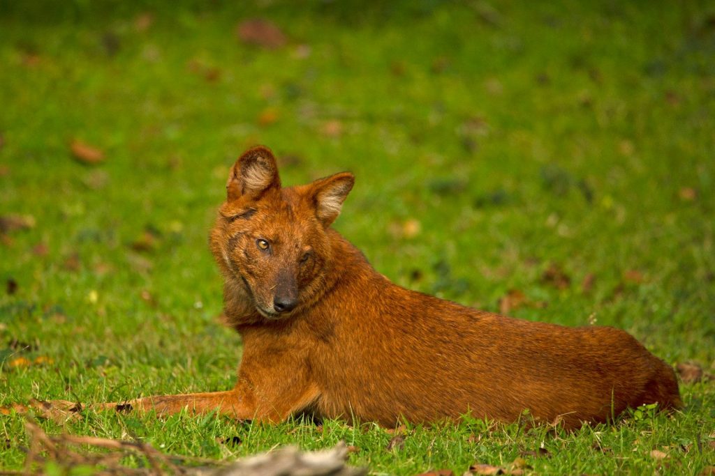 a fox lying in the grass