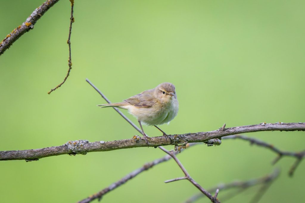 a small bird is perched on a branch