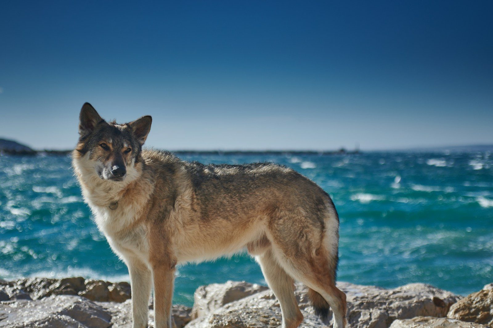 brown wolf on white snow covered ground during daytime