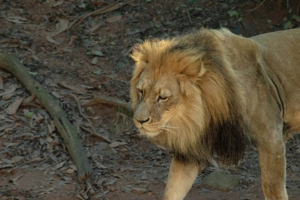 a lion walking across a dirt field next to a forest
