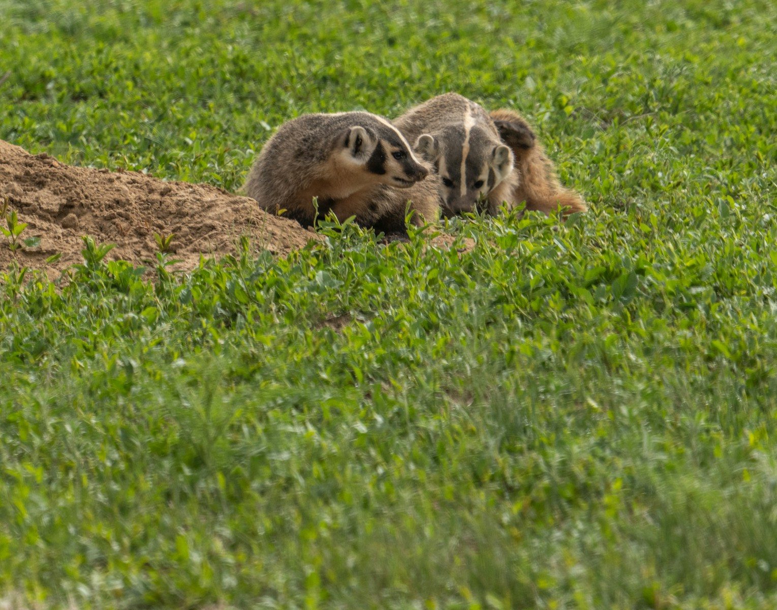 brown and black animal on green grass field during daytime