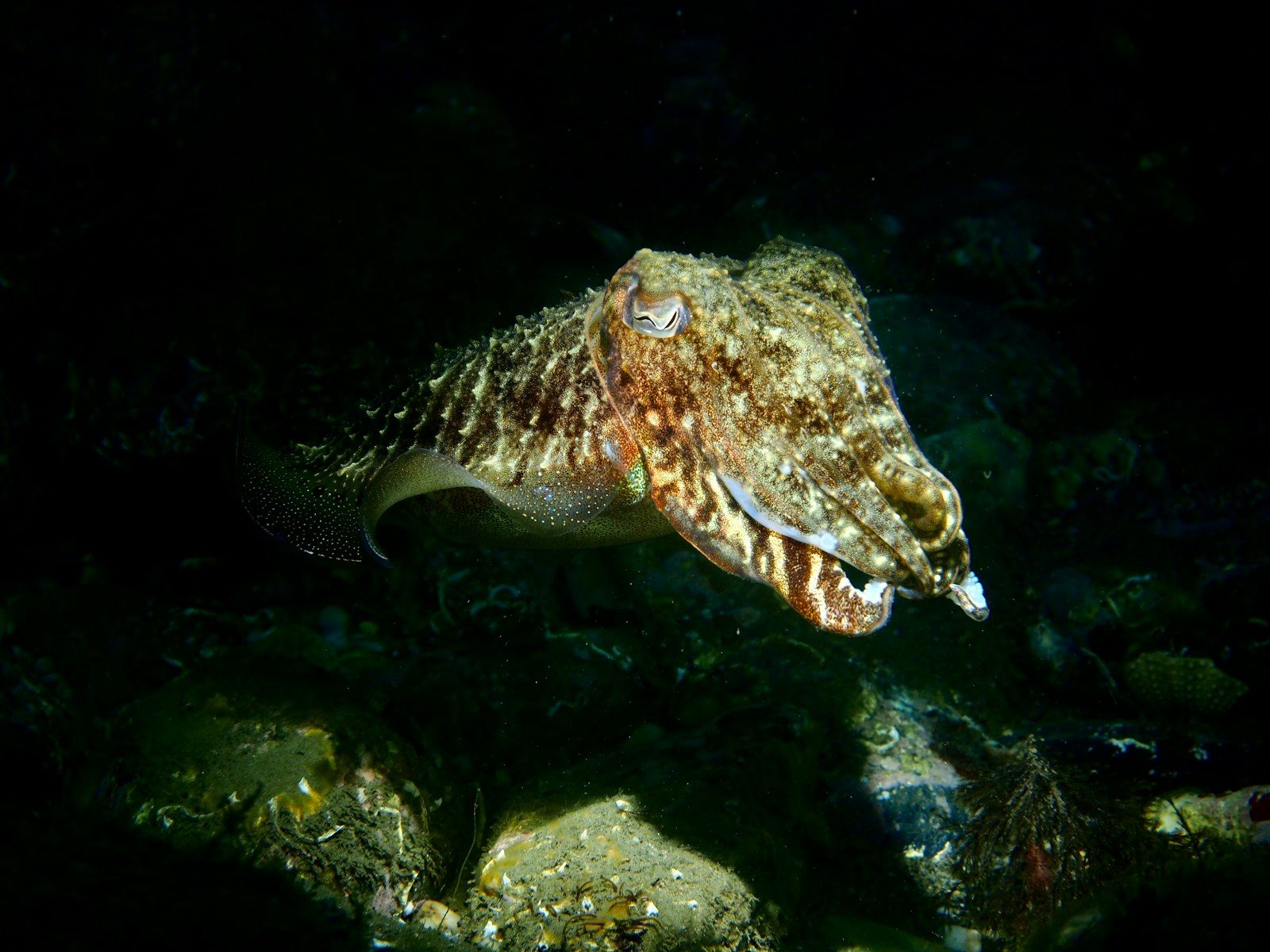 brown and white fish in water