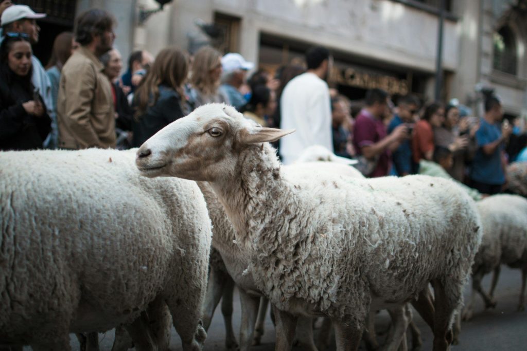 Flock of sheep walking down a street with people.