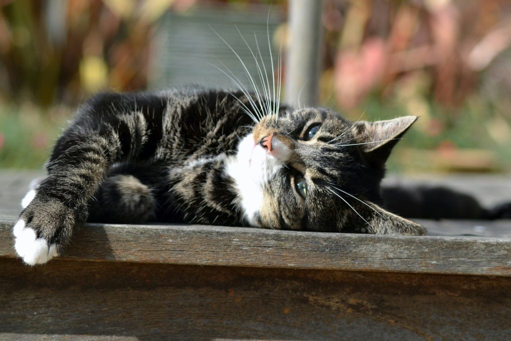 black and white cat lying on brown wooden table