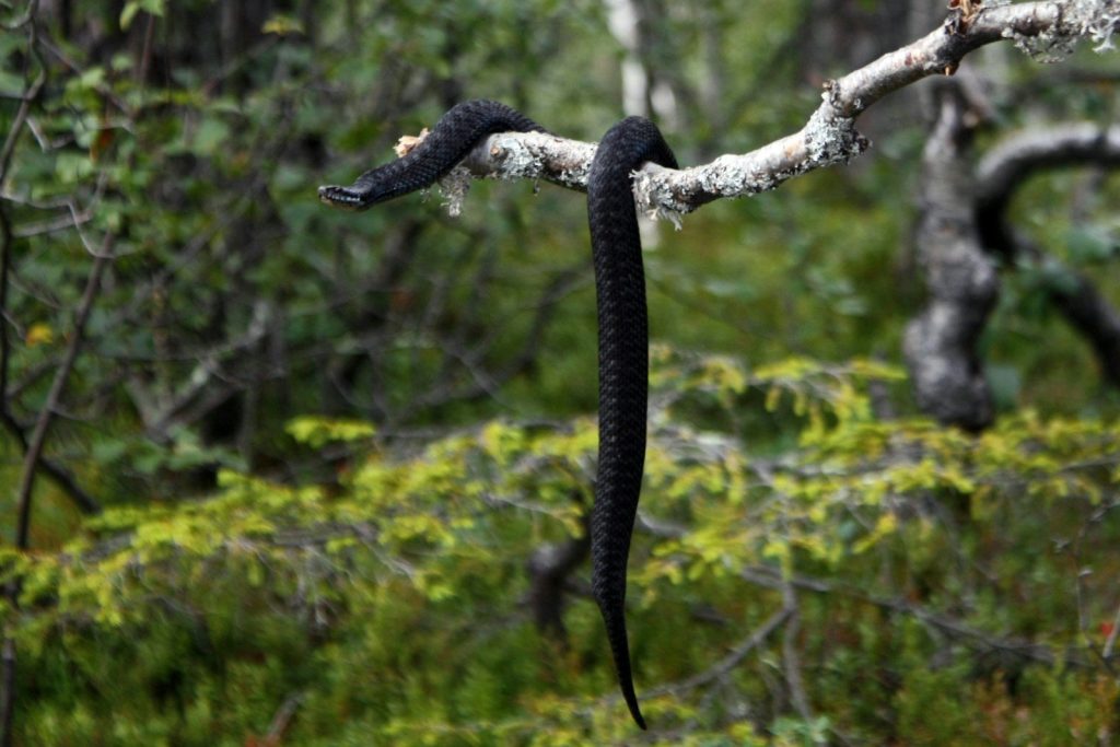a black snake on a tree branch in a forest