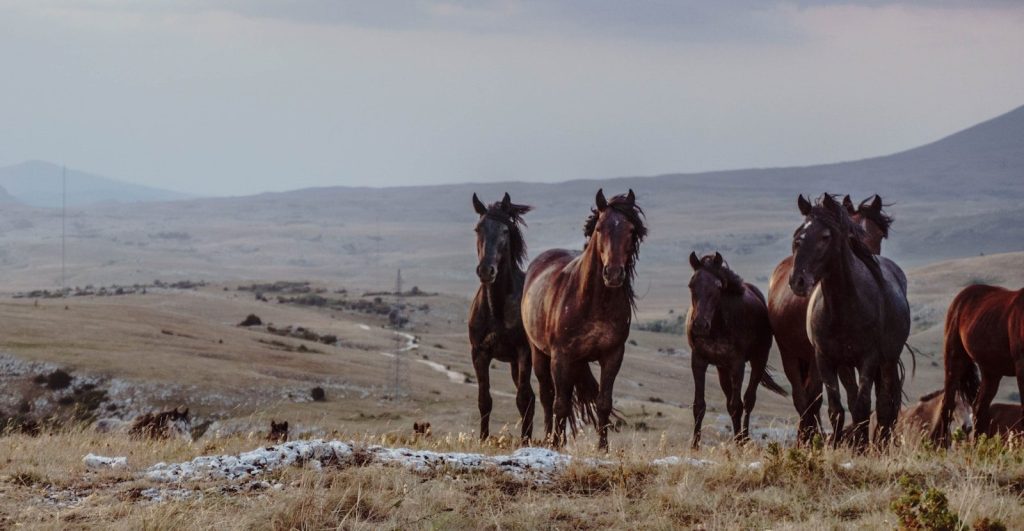 herd of horses on green grass field during daytime