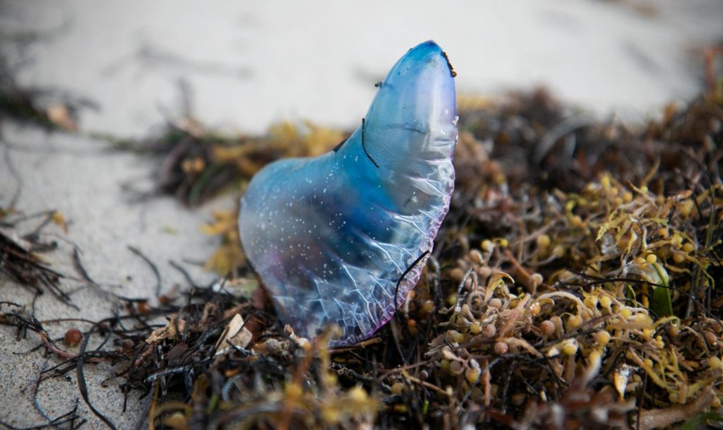 a blue bird is sitting on the ground