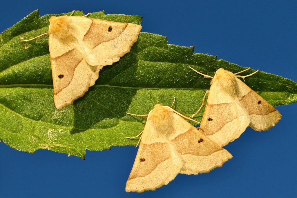 a couple of stuffed animals on a leaf