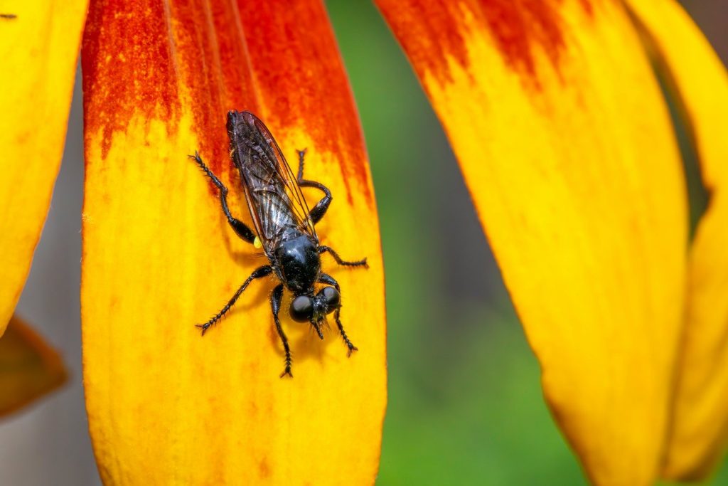 A bug is sitting on a yellow and red flower