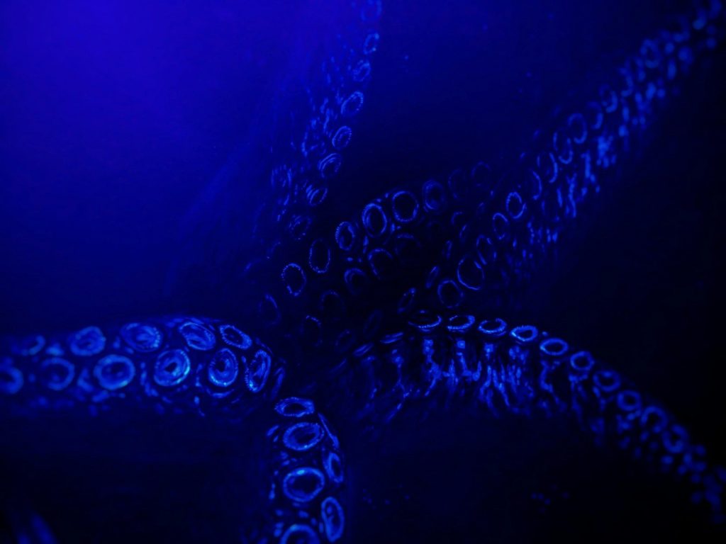 Tentacles of a giant squid in dark blue water