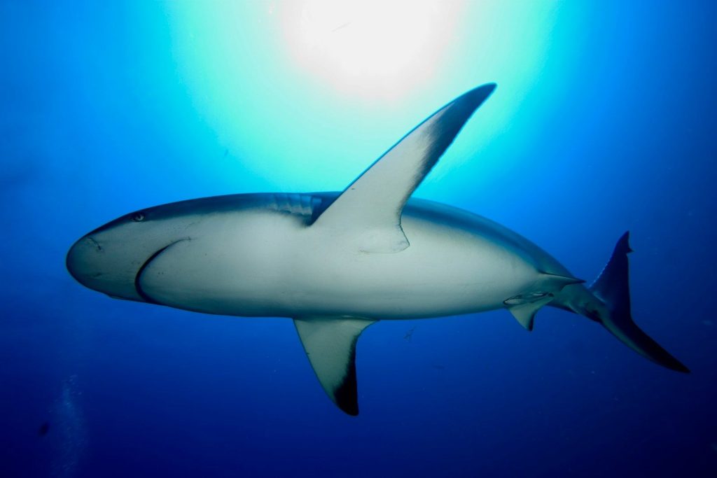 a large white shark swimming in the ocean