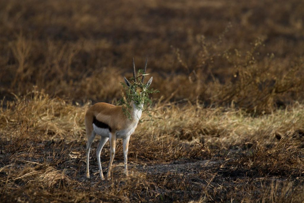 a deer in a field