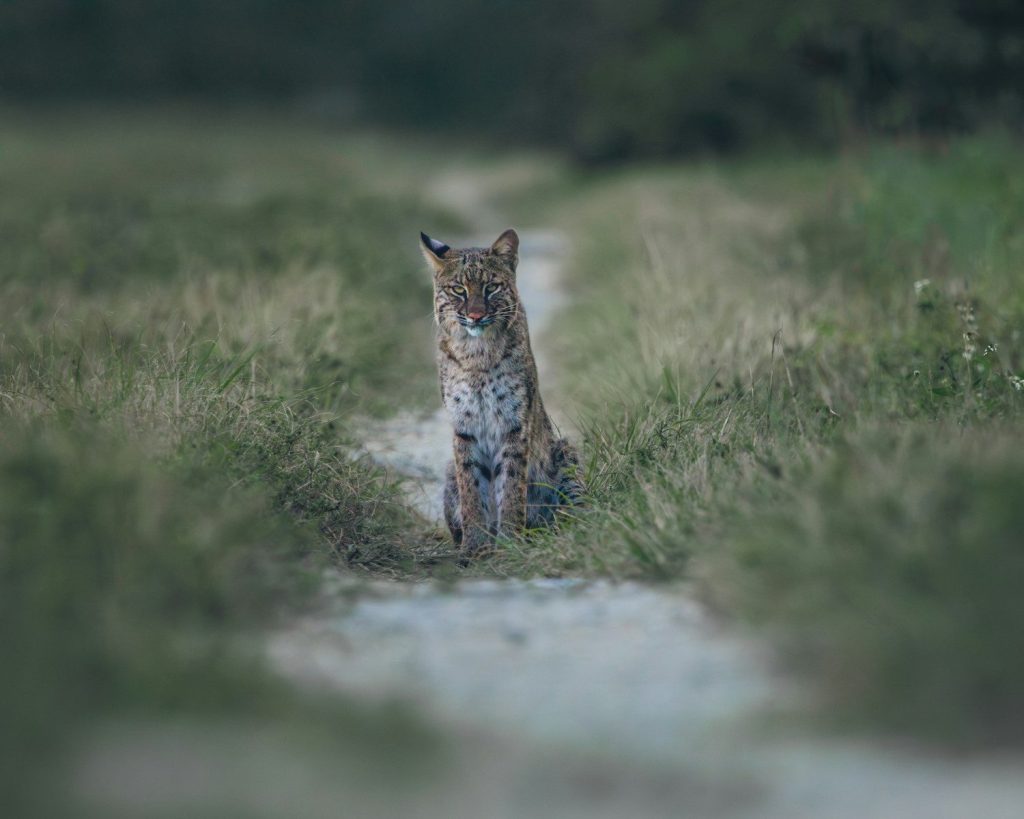 A cat sitting in the middle of a field