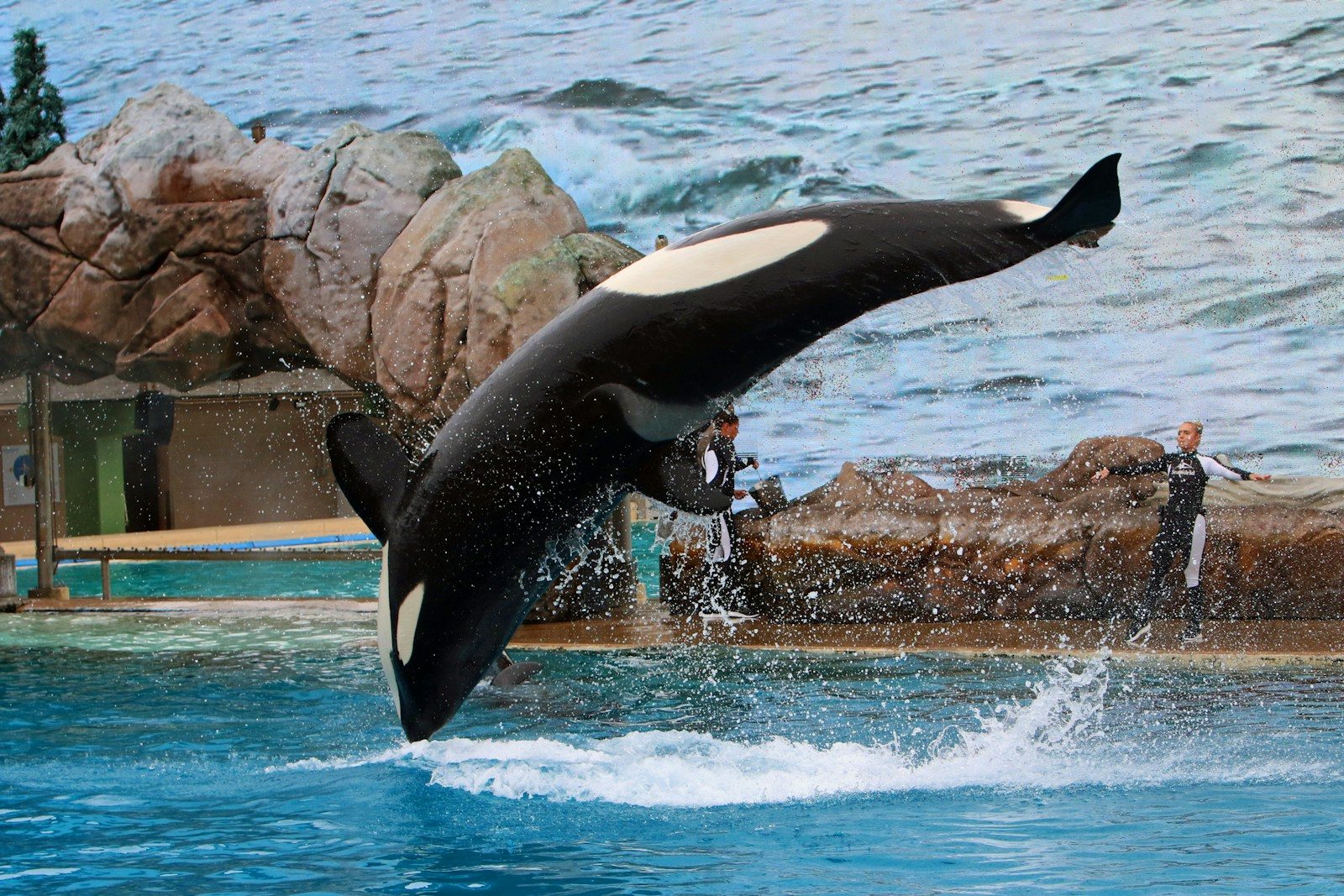 Orca whale leaping from the water