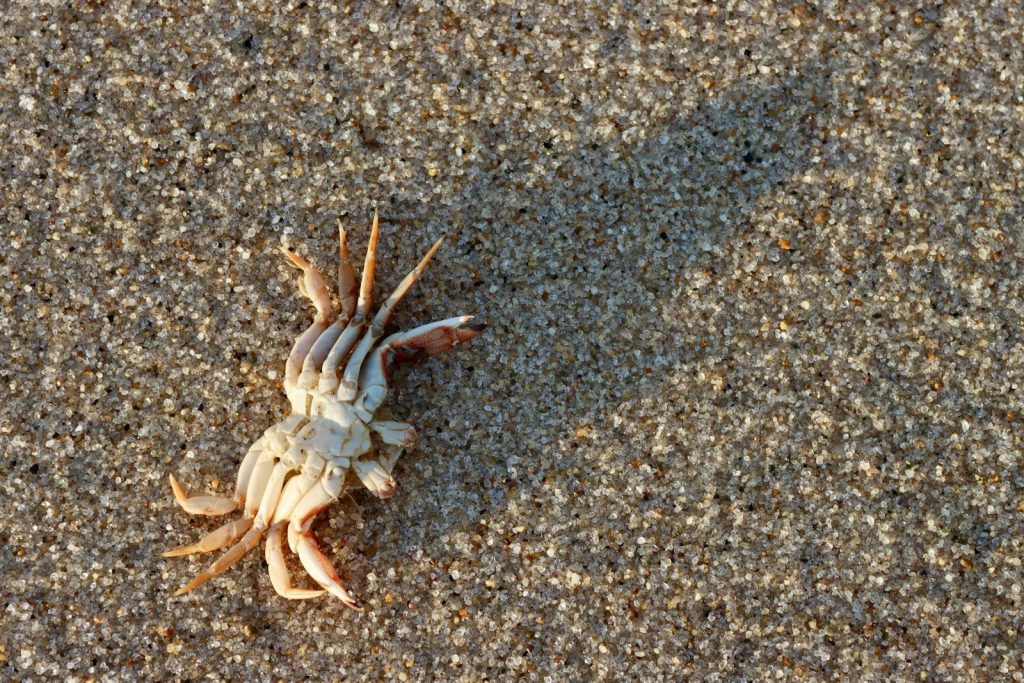A small crab casts a shadow on the sand.