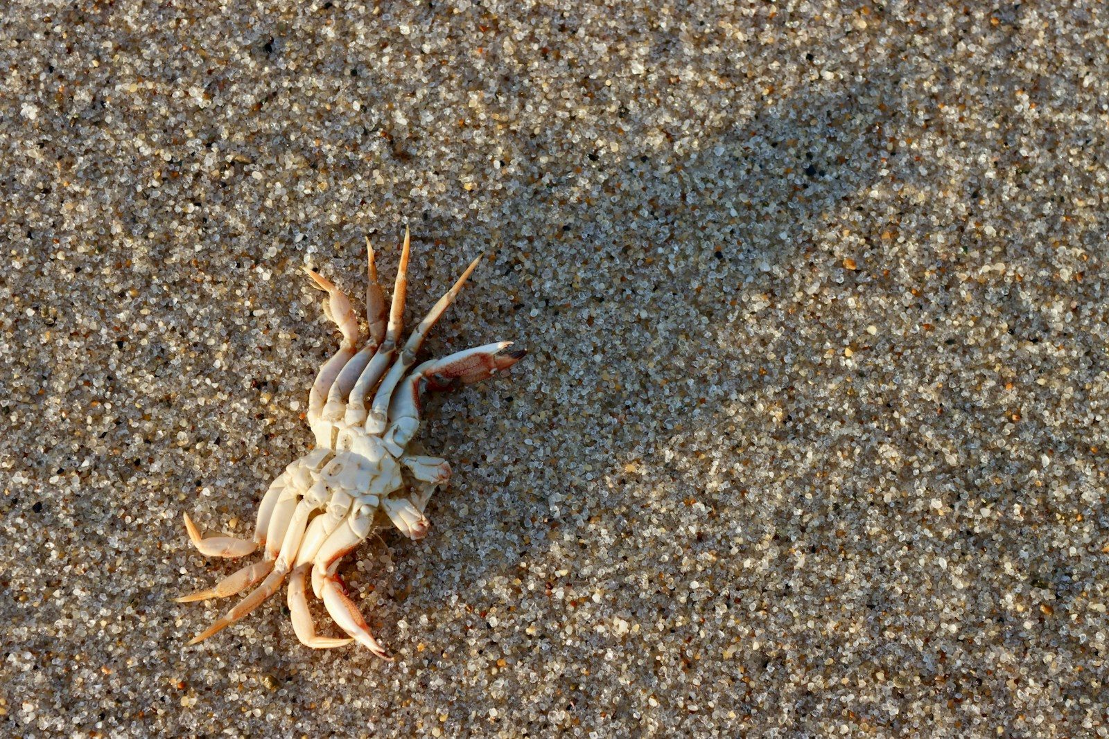 A small crab casts a shadow on the sand.