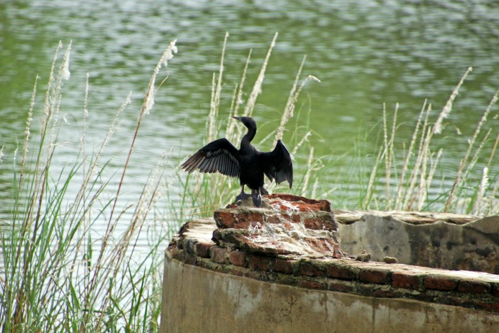 a black bird sitting on top of a brick wall next to a body of water