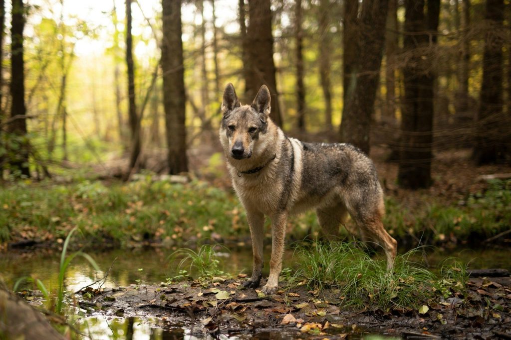 a dog standing in a forest next to a creek