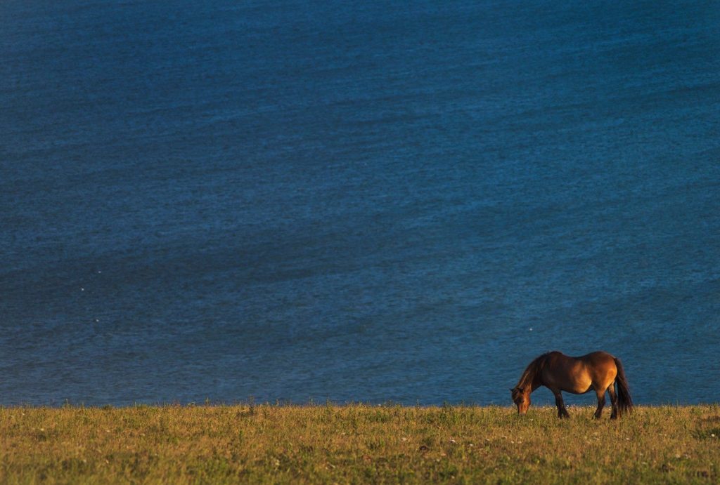 brown horse near body of water