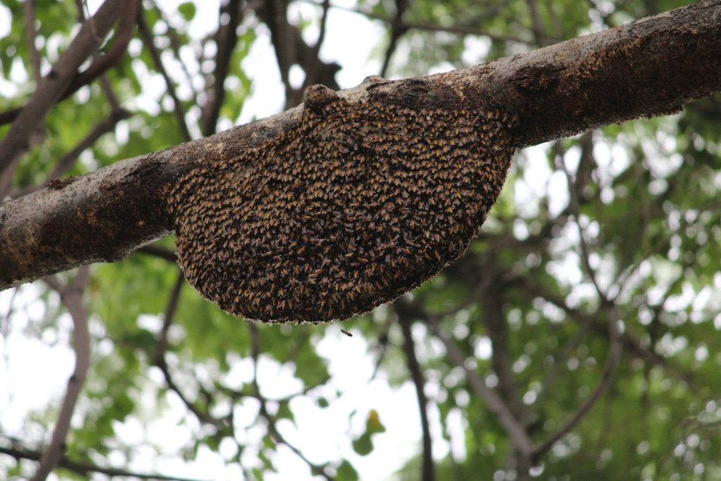 beehive