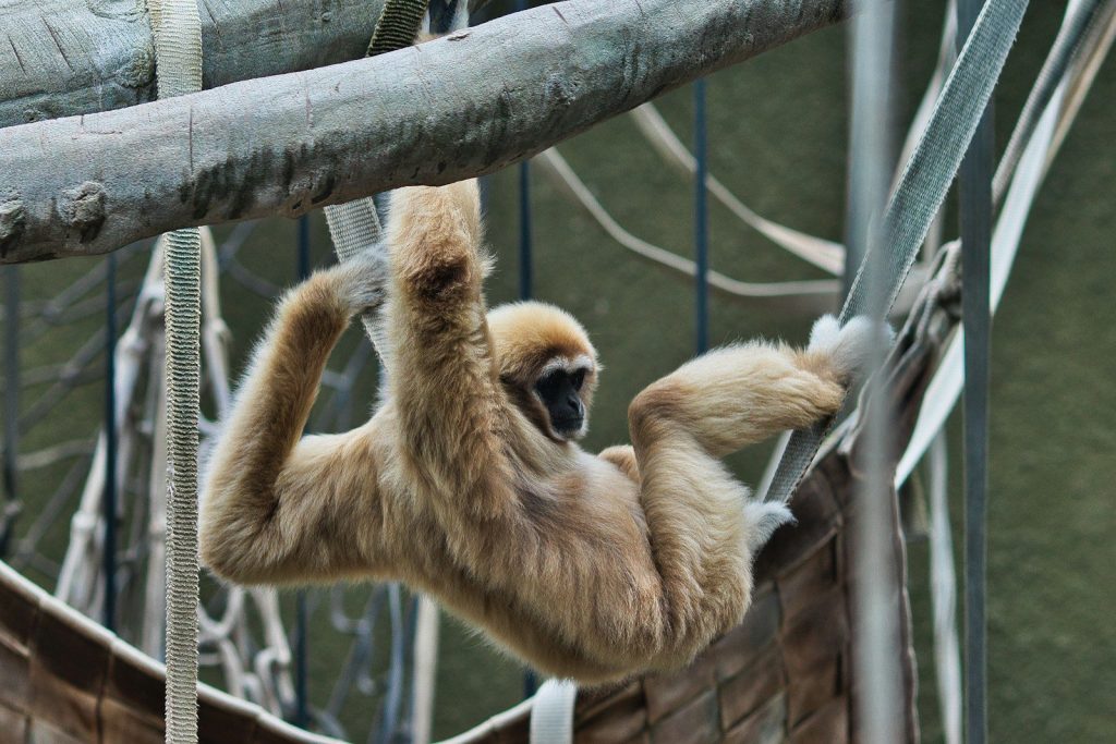 A monkey hanging from a rope in a zoo