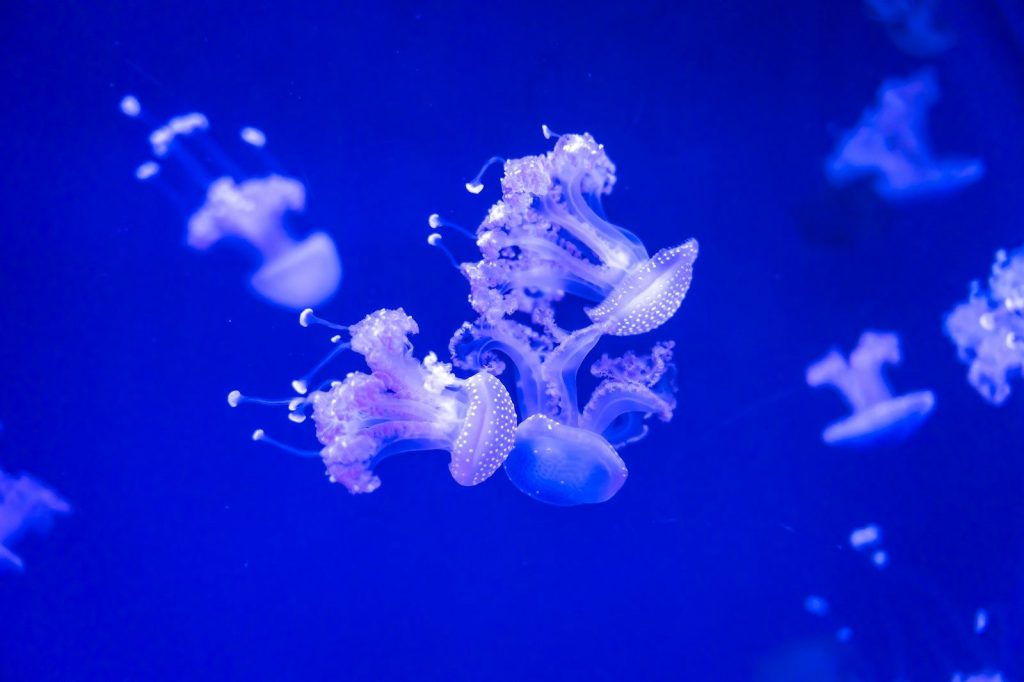 Several jellyfish float in deep blue water