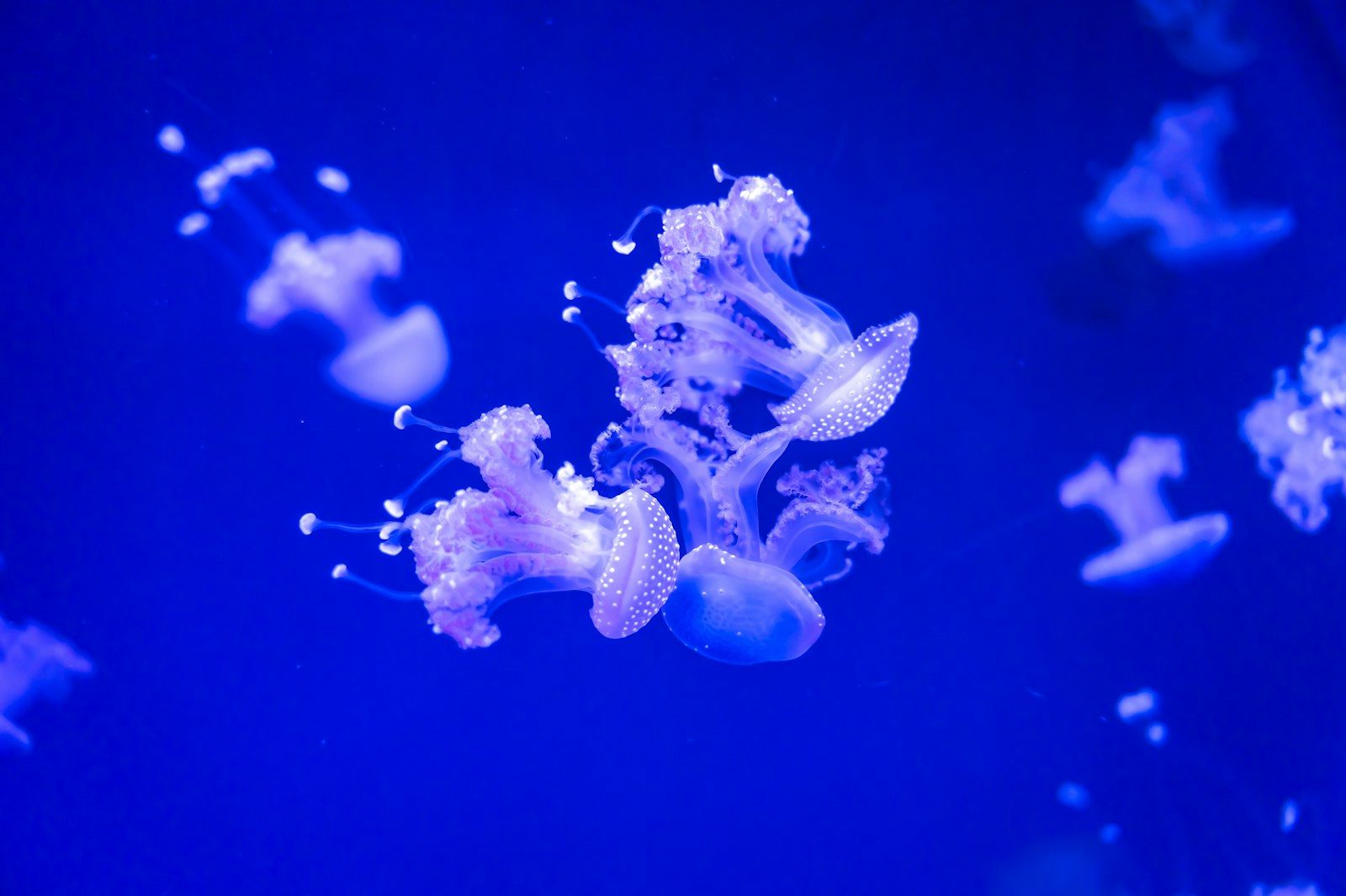 Several jellyfish float in deep blue water