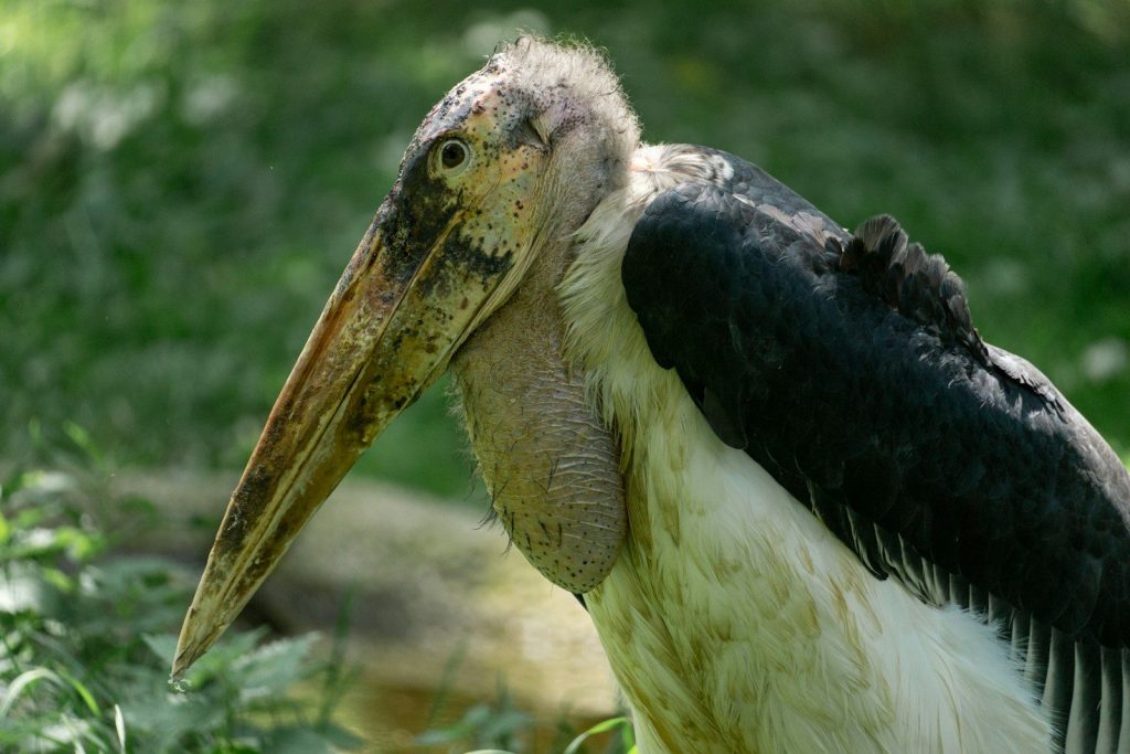 a close up of a bird with a long beak