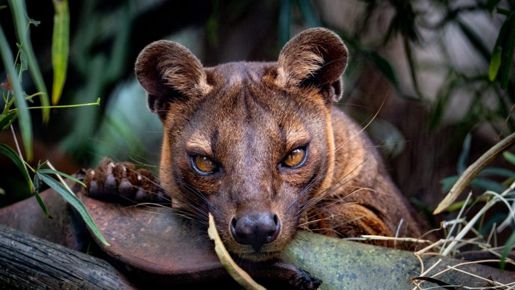 a close up of a animal laying on a tree branch